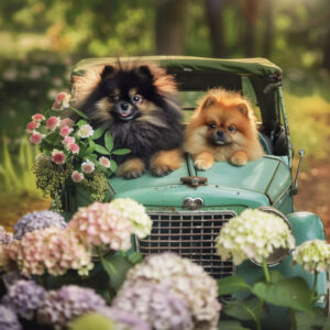Honden
